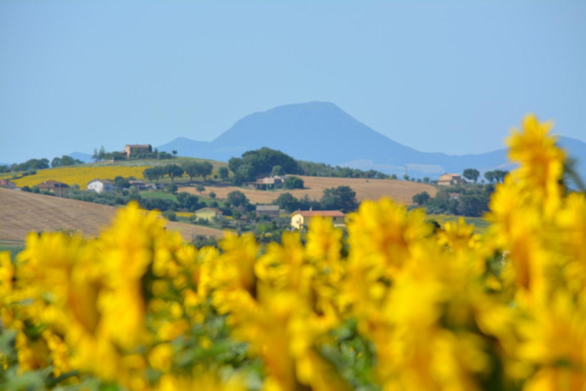 Casale Dei Cinque Colli Villa Ostra Kültér fotó